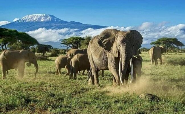 Amboseli Elephant Safari