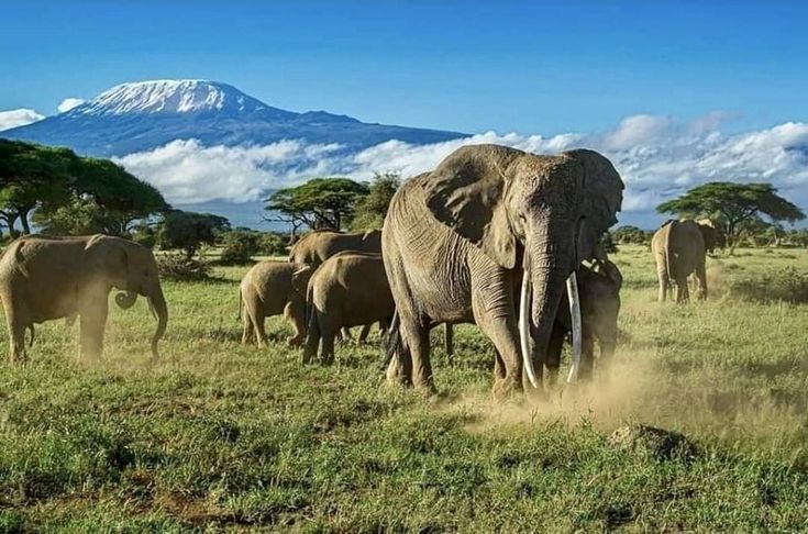Amboseli Elephant Safari